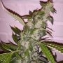 Sweet Tooth Regular Marijuana Strain by BC Bud Depot For Sale Online at Cannabis Seeds Outlet