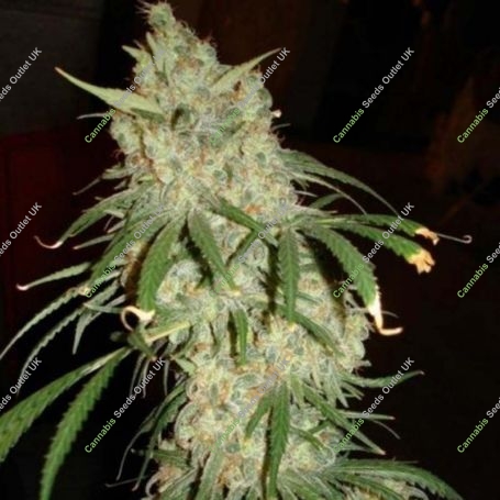 Tangie Cookies Regular Marijuana Strain by BC Bud Depot For Sale Online at Cannabis Seeds Outlet
