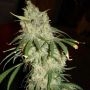 Tangie Cookies Regular Marijuana Strain by BC Bud Depot For Sale Online at Cannabis Seeds Outlet