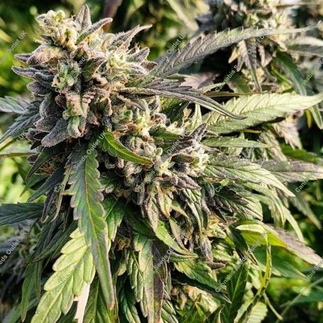 Texada Timewarp Regular Marijuana Strain by BC Bud Depot For Sale Online at Cannabis Seeds Outlet