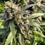 Texada Timewarp Regular Marijuana Strain by BC Bud Depot For Sale Online at Cannabis Seeds Outlet