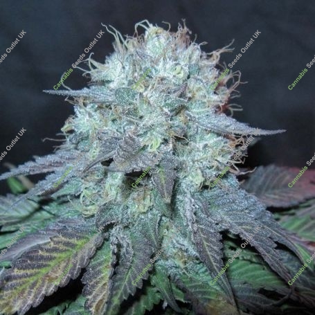 The Big Regular Marijuana Strain by BC Bud Depot For Sale Online at Cannabis Seeds Outlet