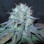 The Big Regular Marijuana Strain by BC Bud Depot For Sale Online at Cannabis Seeds Outlet