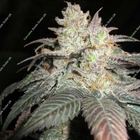 The Black Regular Marijuana Strain by BC Bud Depot For Sale Online at Cannabis Seeds Outlet