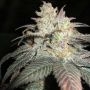 The Black Regular Marijuana Strain by BC Bud Depot For Sale Online at Cannabis Seeds Outlet