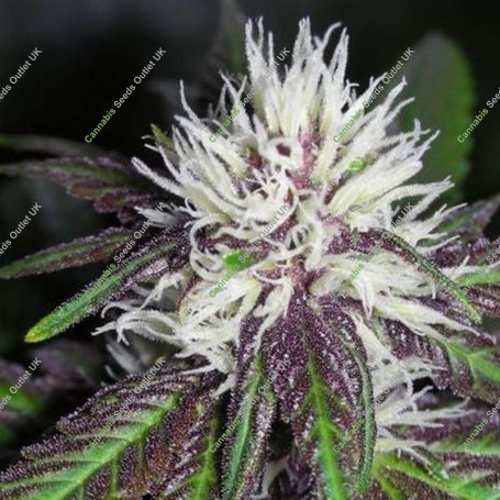 The Purps Regular Marijuana Strain by BC Bud Depot For Sale Online at Cannabis Seeds Outlet