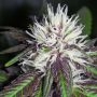 The Purps Regular Marijuana Strain by BC Bud Depot For Sale Online at Cannabis Seeds Outlet