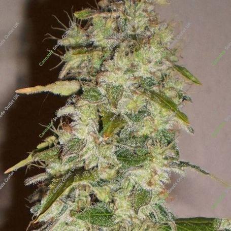 Truly Fruity Regular Marijuana Strain by BC Bud Depot For Sale Online at Cannabis Seeds Outlet