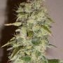 Truly Fruity Regular Marijuana Strain by BC Bud Depot For Sale Online at Cannabis Seeds Outlet