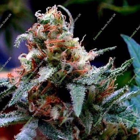 UBC Chemo Regular Marijuana Strain by BC Bud Depot For Sale Online at Cannabis Seeds Outlet