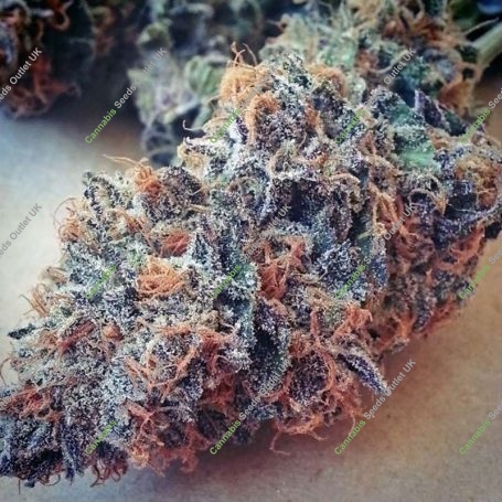Ultimate Purple Regular Marijuana Strain by BC Bud Depot For Sale Online at Cannabis Seeds Outlet