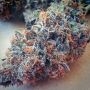 Ultimate Purple Regular Marijuana Strain by BC Bud Depot For Sale Online at Cannabis Seeds Outlet
