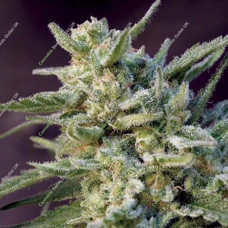 Black Hawk Auto Feminized Marijuana Strain by Big Monster Seeds For Sale Online at Cannabis Seeds Outlet