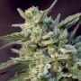 Black Hawk Auto Feminized Marijuana Strain by Big Monster Seeds For Sale Online at Cannabis Seeds Outlet