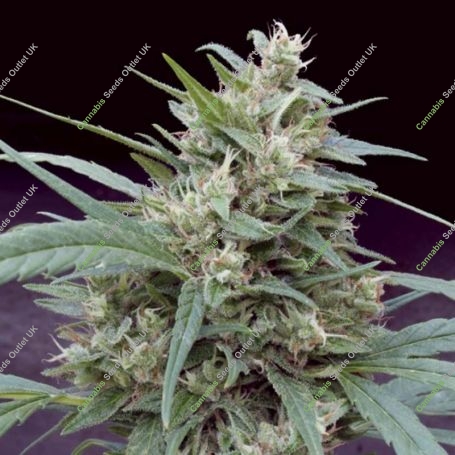 Cannape Feminized Marijuana Strain by Big Monster Seeds For Sale Online at Cannabis Seeds Outlet