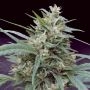Cannape Feminized Marijuana Strain by Big Monster Seeds For Sale Online at Cannabis Seeds Outlet