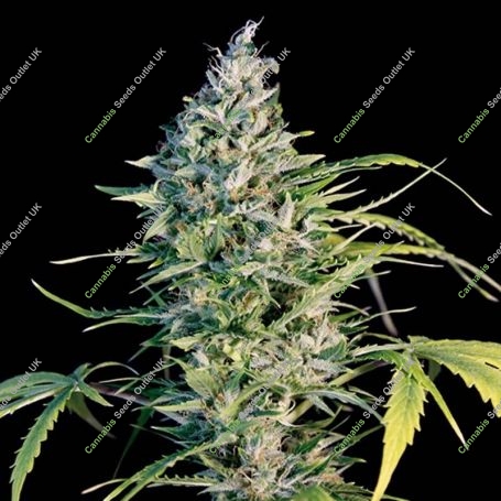 Flow Feminized Marijuana Strain by Big Monster Seeds For Sale Online at Cannabis Seeds Outlet