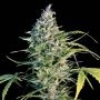 Flow Feminized Marijuana Strain by Big Monster Seeds For Sale Online at Cannabis Seeds Outlet