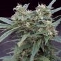 Gimli Auto Feminized Marijuana Strain by Big Monster Seeds For Sale Online at Cannabis Seeds Outlet