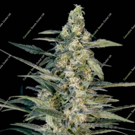 Green Joint Auto Feminized Marijuana Strain by Big Monster Seeds For Sale Online at Cannabis Seeds Outlet