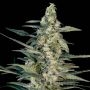 Green Joint Auto Feminized Marijuana Strain by Big Monster Seeds For Sale Online at Cannabis Seeds Outlet