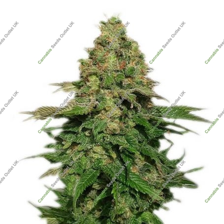 Critical Banana Kush Feminized Marijuana Strain by Our Own Weed Breeders For Sale Online at Cannabis Seeds Outlet