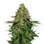Critical Banana Kush Feminized Marijuana Strain by Our Own Weed Breeders For Sale Online at Cannabis Seeds Outlet