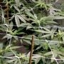 Mix Feminized Marijuana Strain by Big Monster Seeds For Sale Online at Cannabis Seeds Outlet