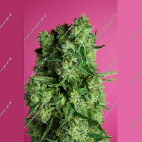 Sweet Carrot Jam Feminized Marijuana Strain by Big Monster Seeds For Sale Online at Cannabis Seeds Outlet