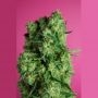 Sweet Carrot Jam Feminized Marijuana Strain by Big Monster Seeds For Sale Online at Cannabis Seeds Outlet