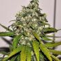 AK Auto Female Blim Burn Cannabis Seeds