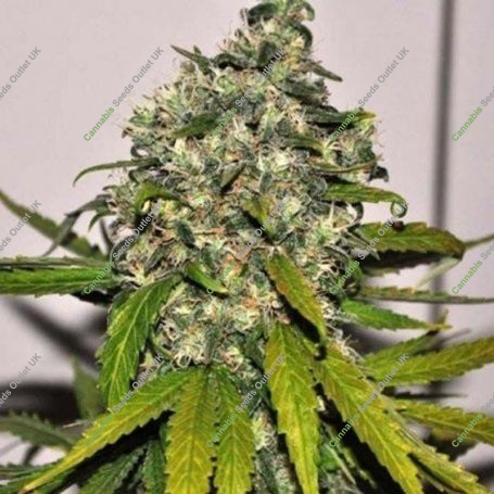AK Auto Feminized Marijuana Strain by Blim Burn For Sale Online at Cannabis Seeds Outlet