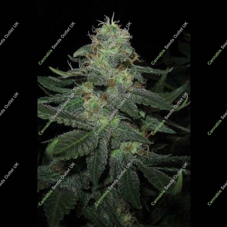 BC Diesel Feminized Marijuana Strain by Blim Burn For Sale Online at Cannabis Seeds Outlet
