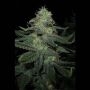 BC Diesel Feminized Marijuana Strain by Blim Burn For Sale Online at Cannabis Seeds Outlet
