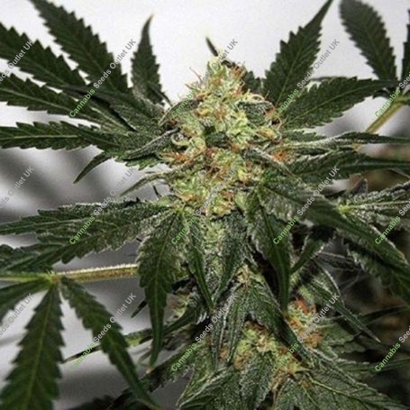 BCN Little Boy Feminized Marijuana Strain by Blim Burn For Sale Online at Cannabis Seeds Outlet