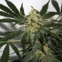 BCN Little Boy Feminized Marijuana Strain by Blim Burn For Sale Online at Cannabis Seeds Outlet