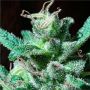 BCN Wildly White Female Blim Burn Cannabis Seeds
