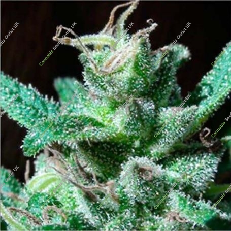 BCN Wildly Marijuana Strain by Blim Burn For Sale Online at Cannabis Seeds Outlet