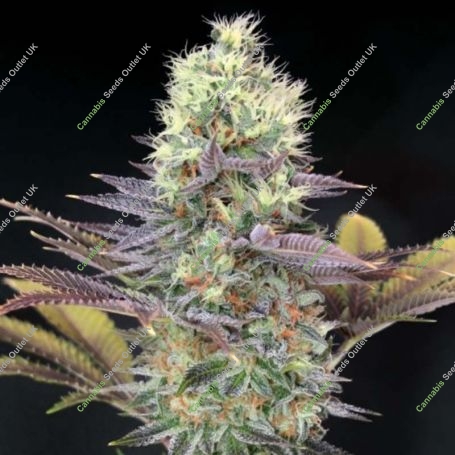 Blue Dream Feminized Marijuana Strain by Blim Burn For Sale Online at Cannabis Seeds Outlet