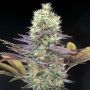 Blue Dream Feminized Marijuana Strain by Blim Burn For Sale Online at Cannabis Seeds Outlet