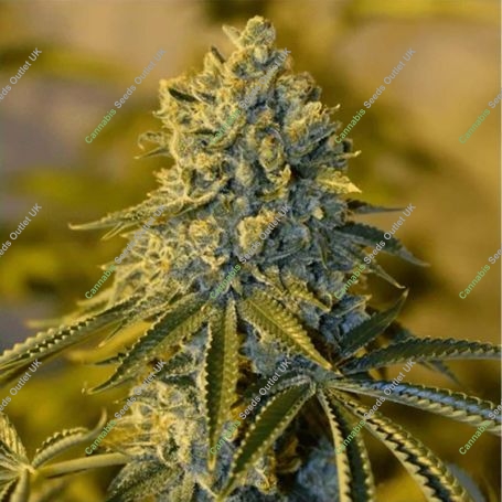 Bruce Banner No.3 Feminized Marijuana Strain by Blim Burn For Sale Online at Cannabis Seeds Outlet
