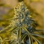 Bruce Banner No.3 Feminized Marijuana Strain by Blim Burn For Sale Online at Cannabis Seeds Outlet