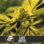 Cafe Racer Female Blim Burn Cannabis Seeds