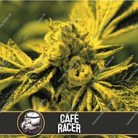 Cafe Racer Feminized Marijuana Strain by Blim Burn For Sale Online at Cannabis Seeds Outlet