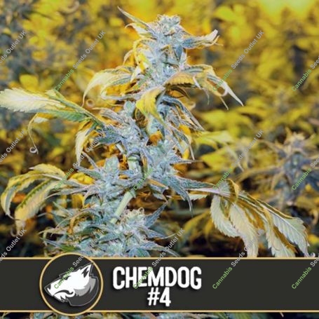 Chemdog No.4 Feminized Marijuana Strain by Blim Burn For Sale Online at Cannabis Seeds Outlet