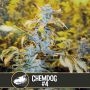 Chemdog No.4 Feminized Marijuana Strain by Blim Burn For Sale Online at Cannabis Seeds Outlet