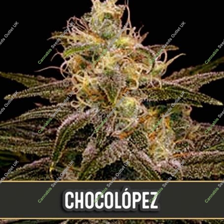 Chocolopez Feminized Marijuana Strain by Blim Burn For Sale Online at Cannabis Seeds Outlet