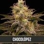 Chocolopez Feminized Marijuana Strain by Blim Burn For Sale Online at Cannabis Seeds Outlet