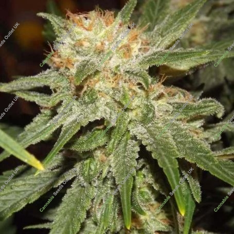 Cindy 99 Feminized Marijuana Strain by Blim Burn For Sale Online at Cannabis Seeds Outlet