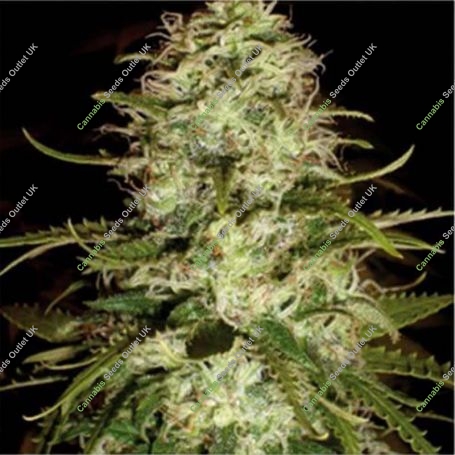 CR + Feminized Marijuana Strain by Blim Burn For Sale Online at Cannabis Seeds Outlet
